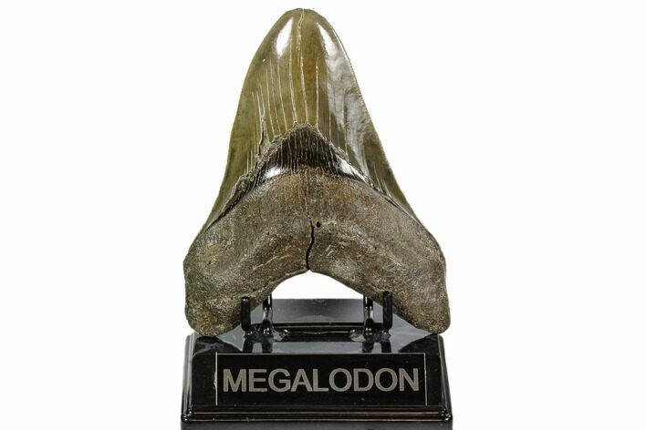 Serrated, Fossil Megalodon Tooth - Glossy Enamel #107289
